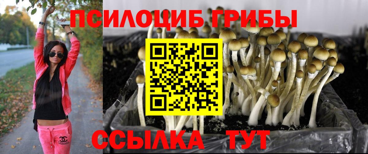 Псилоцибиновые грибы Psilocybe Каменск-Уральский